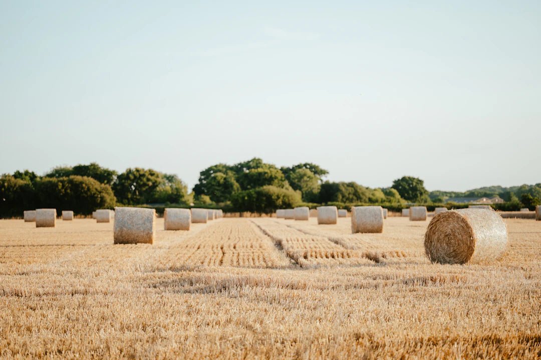 Harvesting the Sky: Rainwater Solutions for Australia - drinkrippl.com